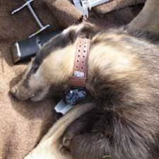 GPS collar for badger