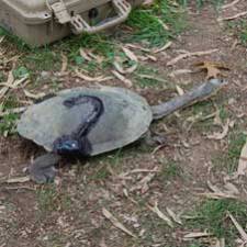 GPS backpack on Broad Shelled Turtle