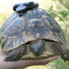 GPS backpack on hermann's tortoise