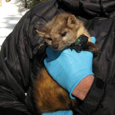 GPS collar on Marten