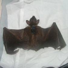 GPS collar on fruit bat