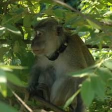 GPS collar on macaques
