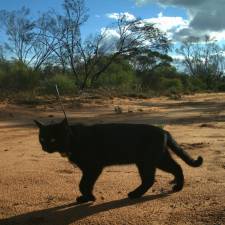 GPS on Feral Cat