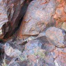 GPS on Northern Quoll