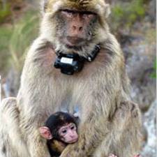 GPS on Barbary Macaques