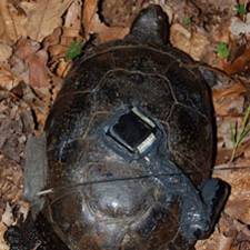 GPS on Blanding's Turtle