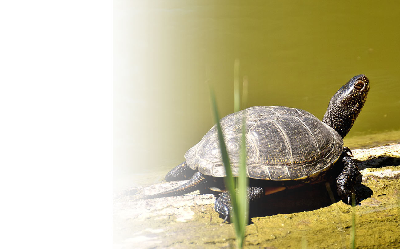 Turtle GPS backpack