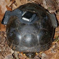 GPS on Blanding's Turtle