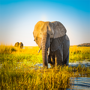 African Elephant GPS Tracking