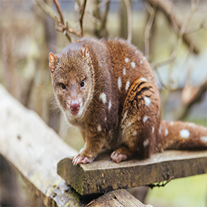 Quoll GPS Tracking