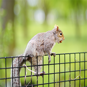 Squirrel GPS Tracking