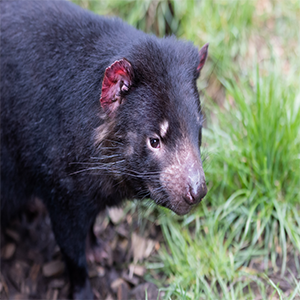 Tasmanian devil GPS Tracking