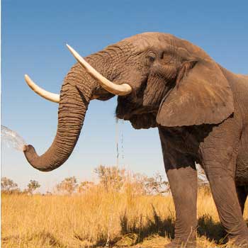 African Elephant GPS Tracking