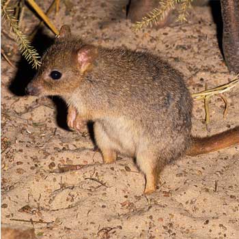 Brush Tailed Bettong GPS Tracking