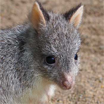 Burrowing bettongs GPS Tracking