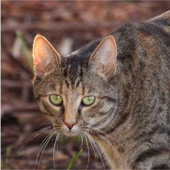 Feral Cats GPS Tracking