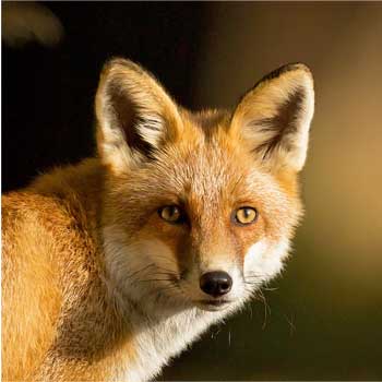 Fox GPS Tracking