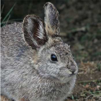 Pygmy Rabbits GPS Tracking