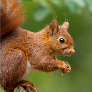 Squirrel GPS Tracking