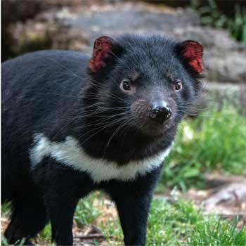 Tasmanian devil GPS Tracking